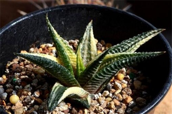 琉璃殿常见虫害及预防和治疗办法，蚜虫清洗植株洒药预防和治疗