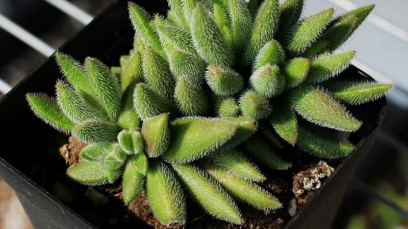 绒针的养殖办法