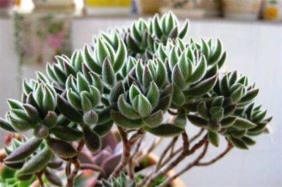 绒针的养殖办法