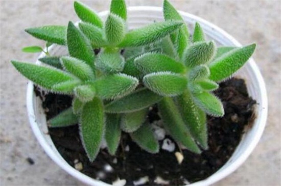 绒针的养殖办法