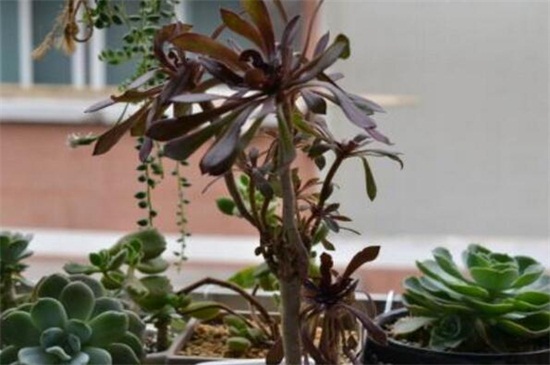 黑法师的病虫害预防和治疗，蚜虫人工处理喷洒药剂