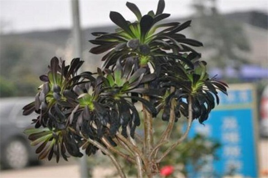 黑法师的病虫害预防和治疗，蚜虫人工处理喷洒药剂