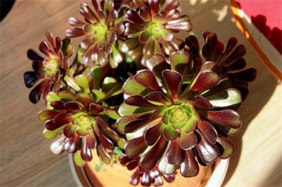 黑法师的病虫害预防和治疗，蚜虫人工处理喷洒药剂