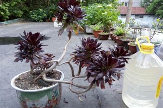 黑法师的病虫害预防和治疗，蚜虫人工处理喷洒药剂