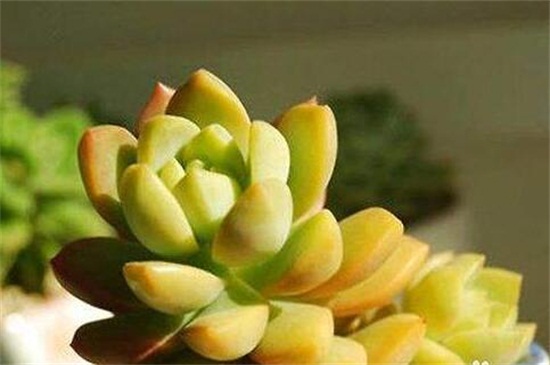 黄丽夏季如何养，遮阴防晒增加水量