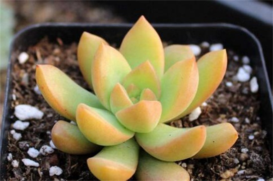 黄丽夏季如何养，遮阴防晒增加水量