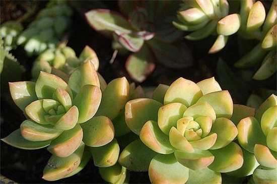 黄丽夏季如何养，遮阴防晒增加水量