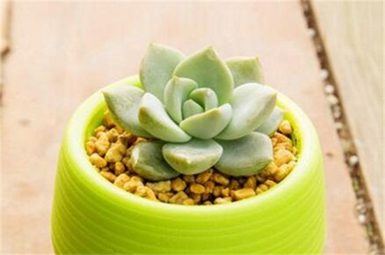 黄丽夏季如何养，遮阴防晒增加水量