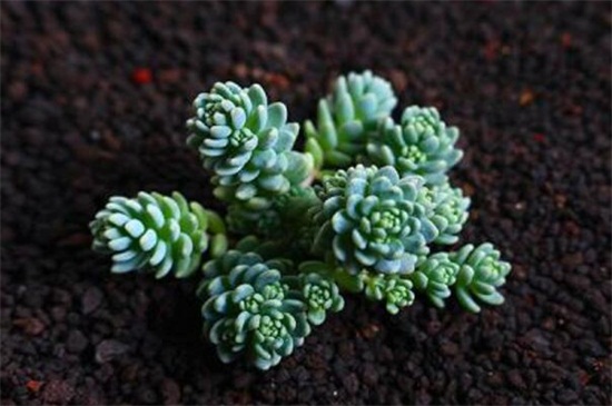 姬星美人如何浇水，四季不同的浇水办法