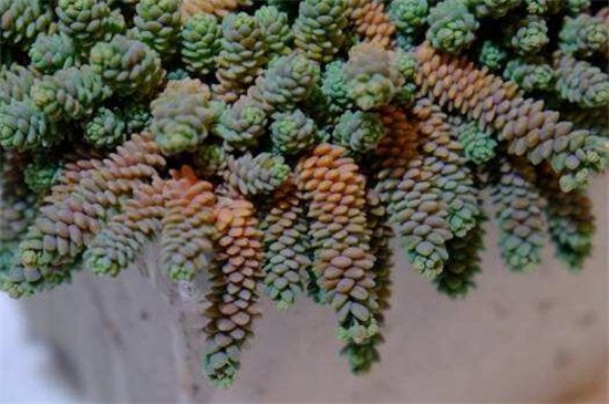 姬星美人如何浇水，四季不同的浇水办法