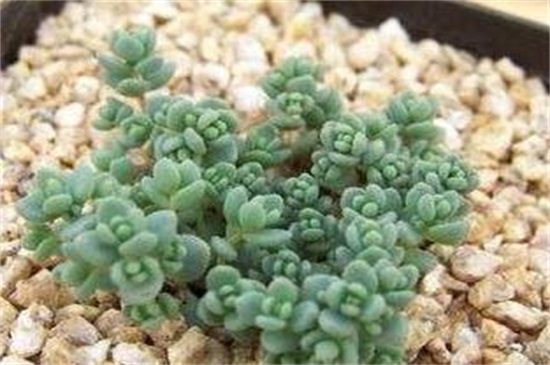 姬星美人如何浇水，四季不同的浇水办法