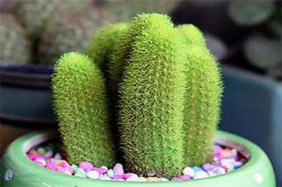 金手指如何繁殖，砍头配土扦插繁殖