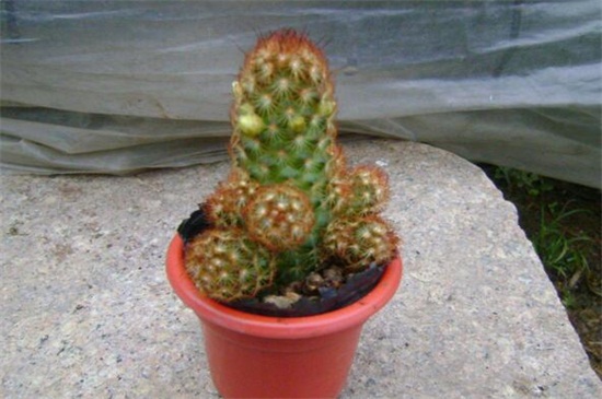 金手指如何繁殖，砍头配土扦插繁殖