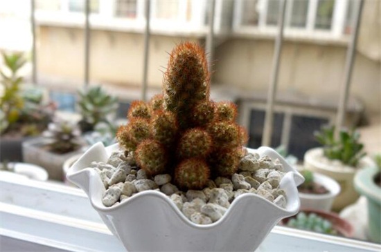 金手指如何繁殖，砍头配土扦插繁殖