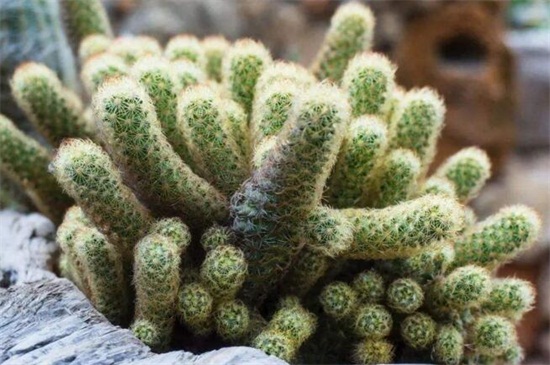 金手指如何繁殖，砍头配土扦插繁殖