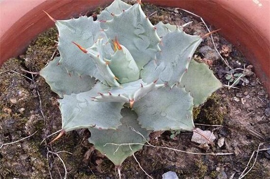 多肉雷神如何浇水，夏季高温增加水量