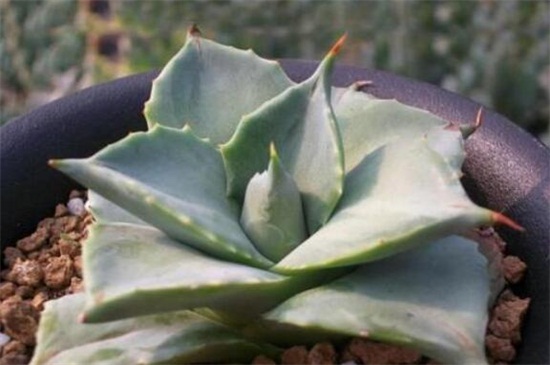 多肉雷神如何浇水，夏季高温增加水量