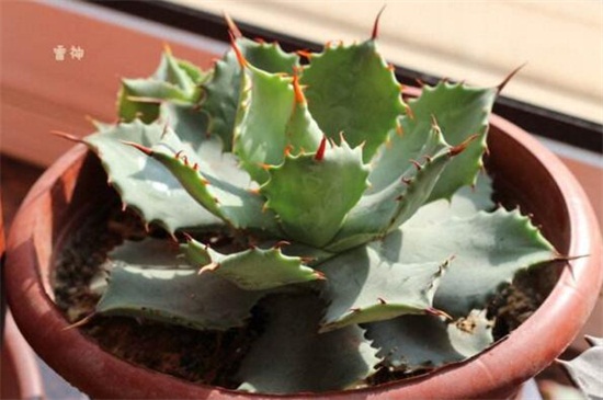 多肉雷神如何浇水，夏季高温增加水量
