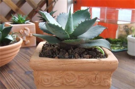 多肉雷神如何浇水，夏季高温增加水量