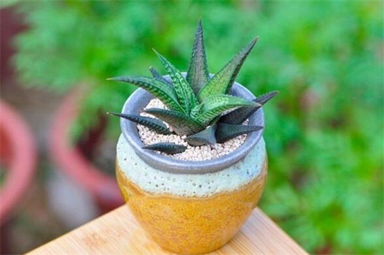 琉璃殿和条纹十二卷的区别，4种办法分辨两者不同