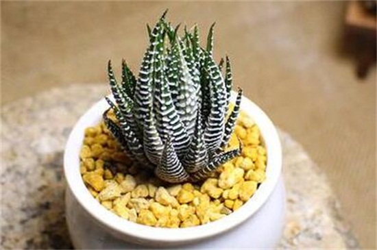 琉璃殿和条纹十二卷的区别，4种办法分辨两者不同