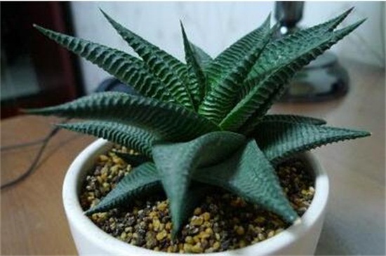 琉璃殿和条纹十二卷的区别，4种办法分辨两者不同