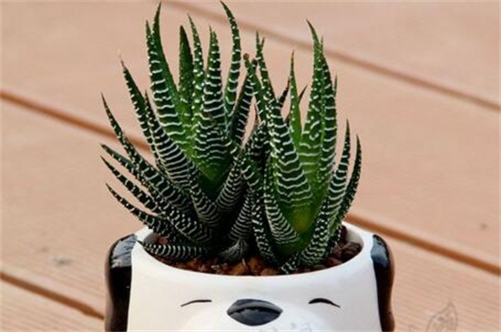 琉璃殿和条纹十二卷的区别，4种办法分辨两者不同