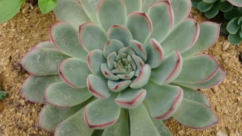 苹果叶多肉的养殖办法