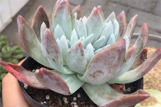 苹果叶多肉的养殖办法