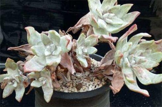 苹果叶多肉的养殖办法