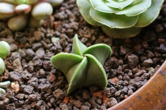 鸾凤玉冬季要如何养，充足光照御寒控温养护