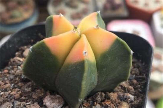 鸾凤玉冬季要如何养，充足光照御寒控温养护