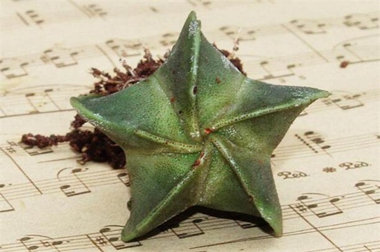 鸾凤玉冬季要如何养，充足光照御寒控温养护