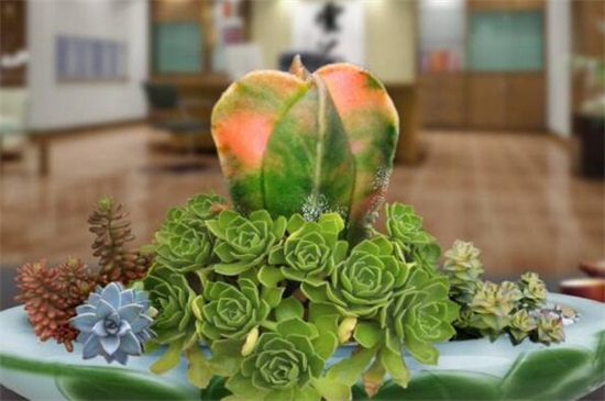 鸾凤玉冬季要如何养，充足光照御寒控温养护