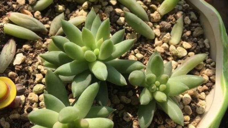 千佛手掉叶子如何办