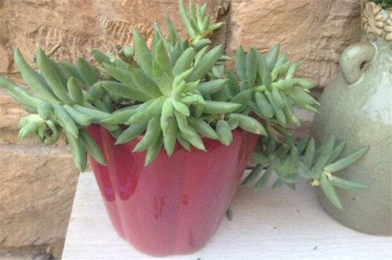 千佛手掉叶子如何办