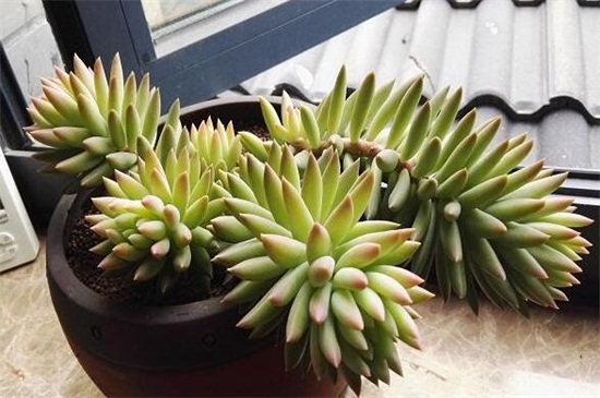 千佛手掉叶子如何办