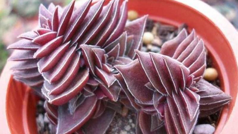 茜之塔徒长如何办