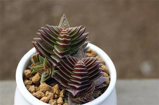 茜之塔徒长如何办