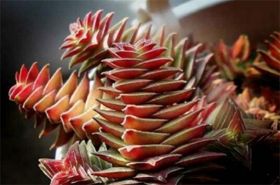 茜之塔徒长如何办