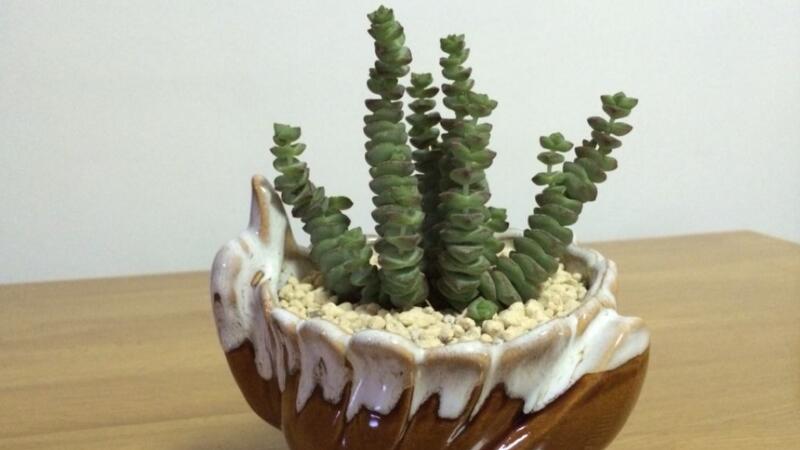 钱串下面干枯了如何办