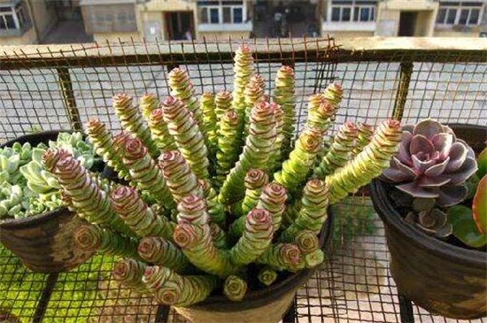 钱串下面干枯了如何办