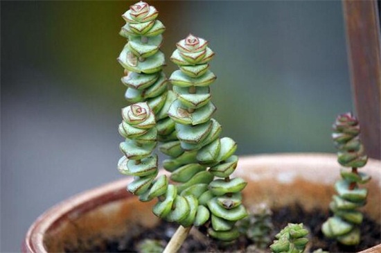 钱串下面干枯了如何办