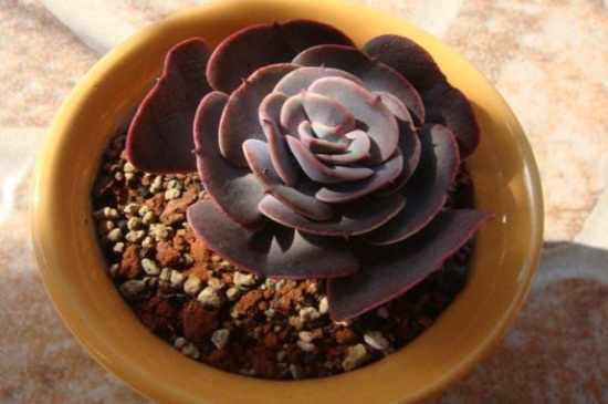 红粉台阁徒长了如何办，砍头修剪并节制浇水