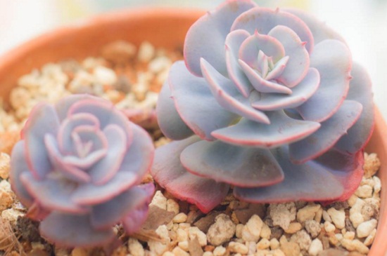 红粉台阁徒长了如何办，砍头修剪并节制浇水