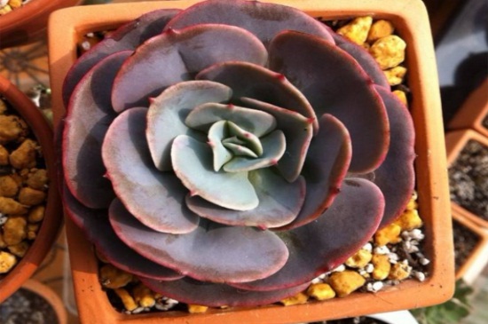 红粉台阁掉叶子是如何回事，光照不足以及浇水过多