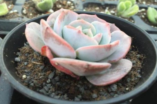 红粉台阁掉叶子是如何回事，光照不足以及浇水过多