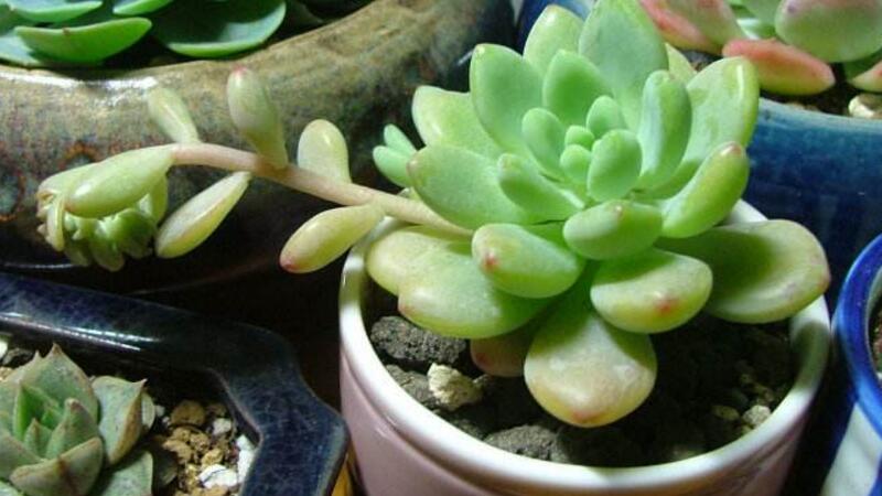 凝脂莲叶子水化如何办