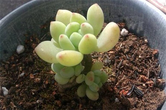 凝脂莲叶子水化如何办