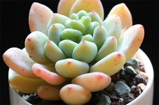 凝脂莲叶子水化如何办